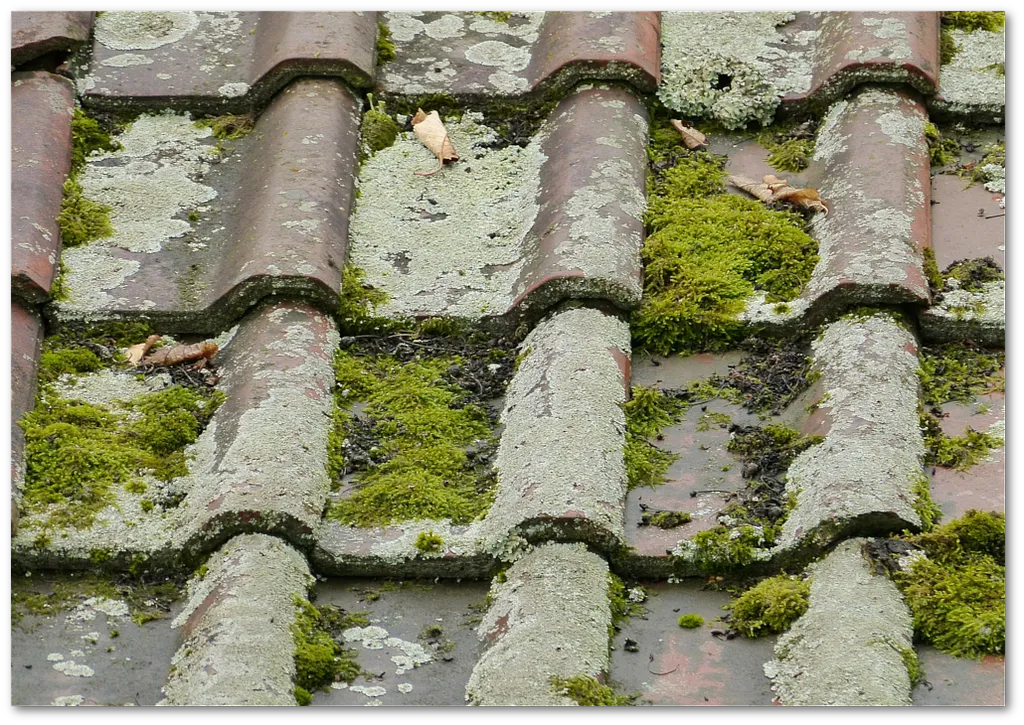 Enlevez la mousse de votre toit avec Pro Ouest Rénov